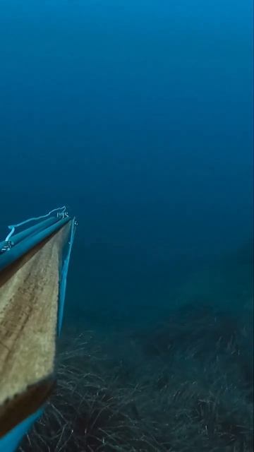 Barracuda 🎯🌊 #spearfishing #pescasub #pescasubmarina #barracuda смотреть онлайн