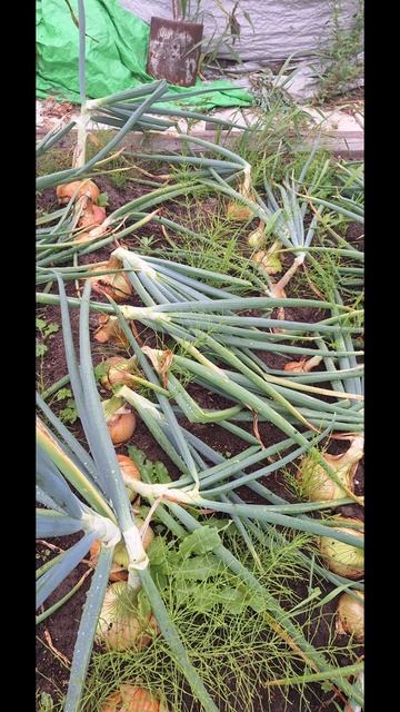 1000018742.mp4 смотреть онлайн