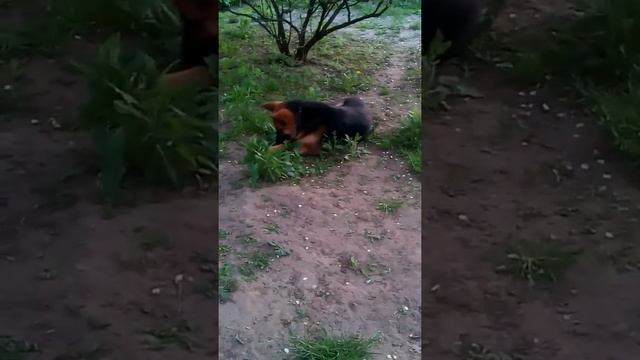 Скворцы вылупились событие дня смотреть онлайн
