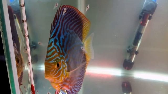 Tiger Turquoise Discus Male смотреть онлайн