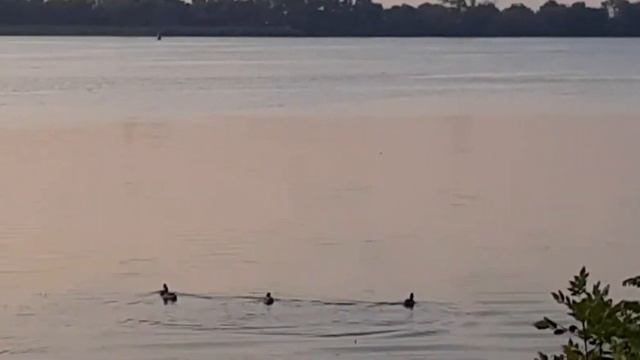 paramonov смотреть онлайн