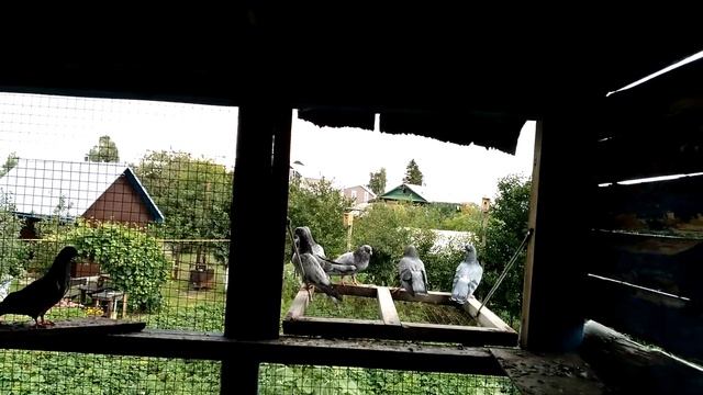 Димкино хозяйство. Голуби 36. Свердловские. смотреть онлайн