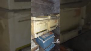 зимовка пчёл в омшанике и проблема зимовки