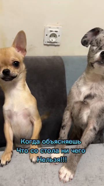 Попрошайки в деле 😂 #чихуахуа #мышкабусинкабуч смотреть онлайн