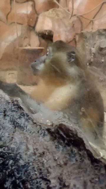 #голубицкая#ферма крокодилов смотреть онлайн