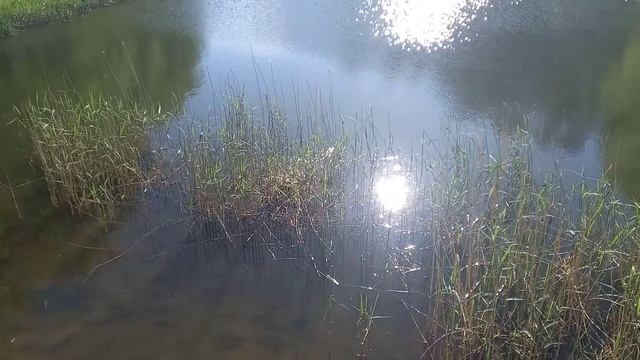 лысуха смотреть онлайн