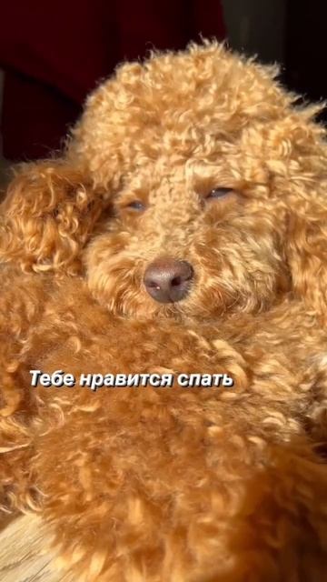 Такая маленькая собака - такая большая любовь смотреть онлайн