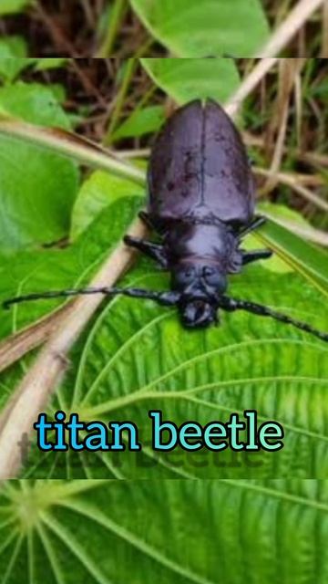 titan beetle #shortvideo#shortsfeed#shorts#short #viral #trending #respect #india #ytshorts #love смотреть онлайн