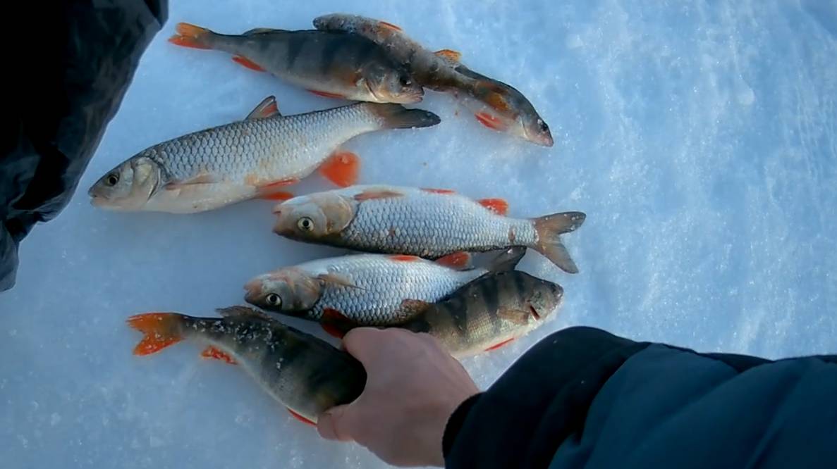 Рыбалка на окуня с чёртиком. Февраль 2025г. смотреть онлайн