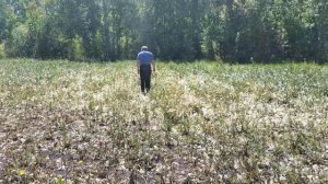 Результаты гербицидной обработки Акзифор по чесноку.