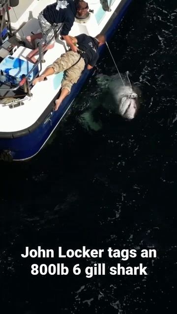 John “Fishlocker” tags an 800lb 6 gill shark. The first tagged in the eastern Atlantic. смотреть онлайн