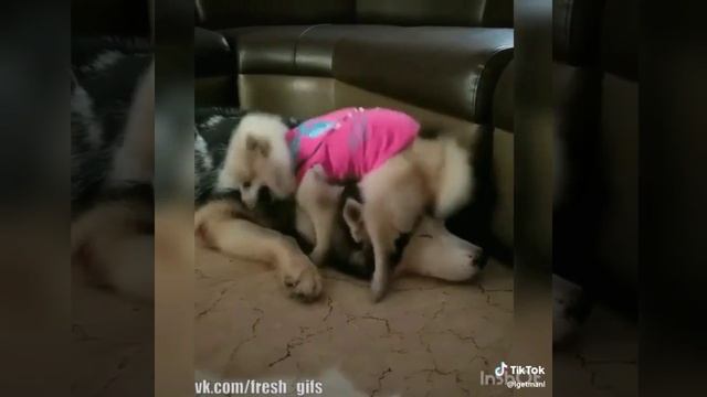 Трах трах смотреть онлайн