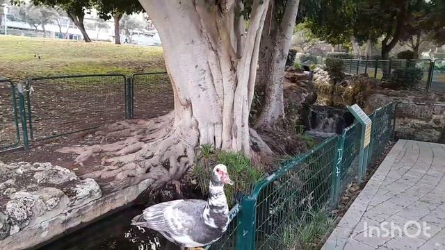 Ducks in the park.Утки в парке.#ducks смотреть онлайн