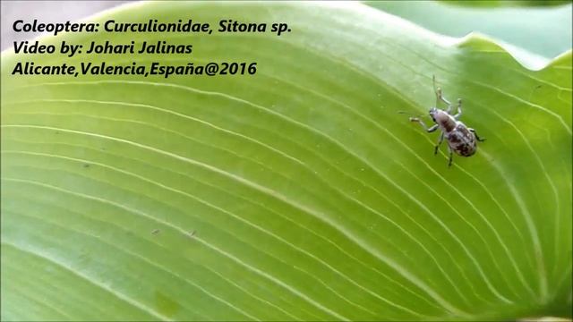 Coleoptera: Curculionidae, Sitona sp. смотреть онлайн
