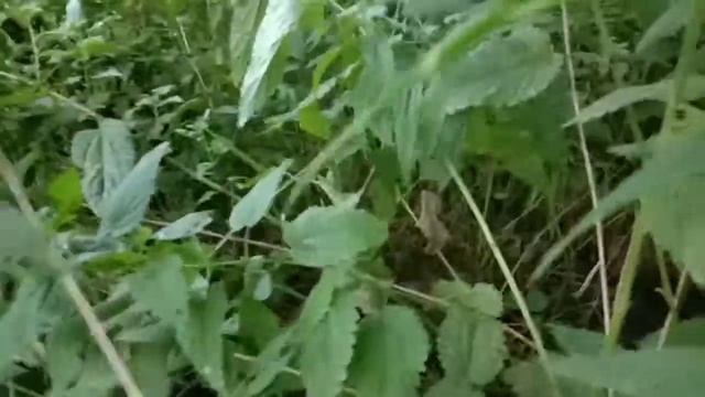 Лайка работает на енота смотреть онлайн