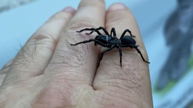 Atypus Coreanus 한국땅거미