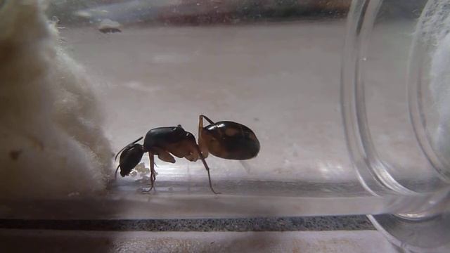 Camponotus Maculatus#1: KAYA Le Début d'une Reine D'AFRIQUE смотреть онлайн