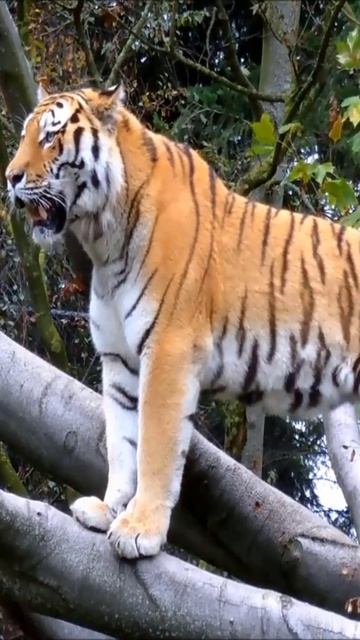Tiger Feline Wild Cat Fauna Tree смотреть онлайн