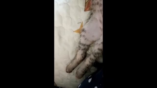 Смотри какая красотааа) #котель #барс #домашниеживотные смотреть онлайн