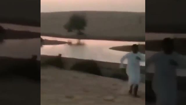 العب مع النمر في قطر смотреть онлайн