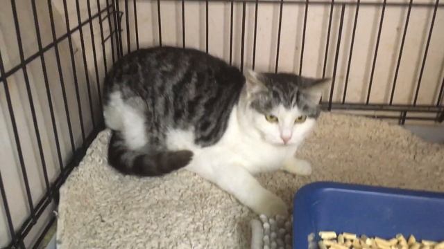Неженка смотреть онлайн