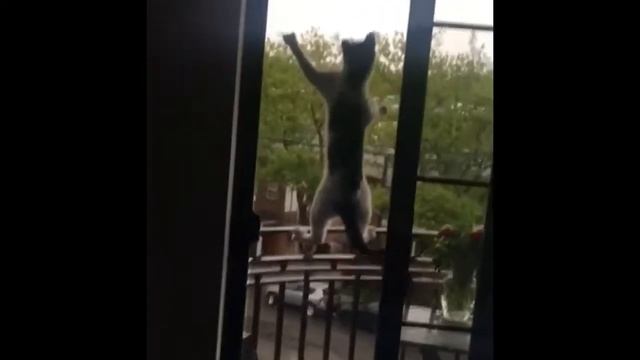 СИЛЬНЫЕ ПРИКОЛЫ Будете плакать от смеха Коты рулят - Без монтажа (2019) МатроскинТВ смотреть онлайн