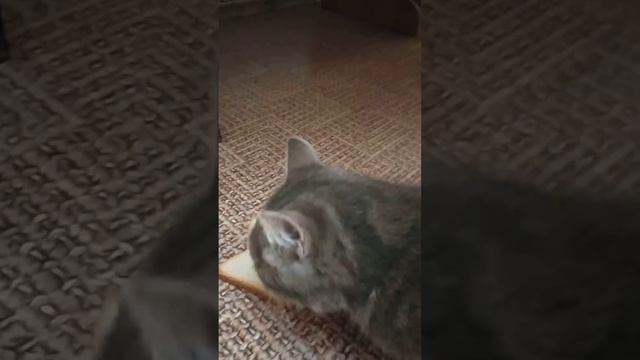 У нас поселился котенок. Моня недоедает. смотреть онлайн