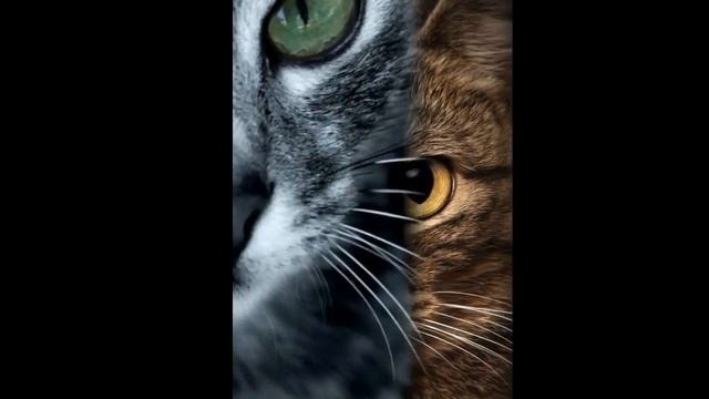 Котята смотреть онлайн