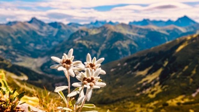 Adagio (Tomaso Albinoni) Cello