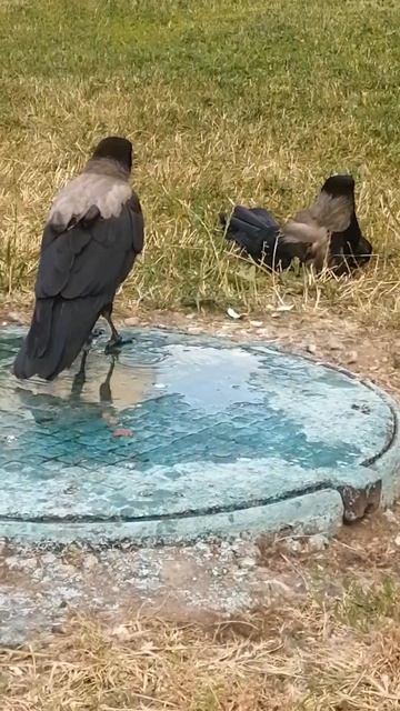 Отец и два вороненка #вороны / Two fledgling crows and their dad смотреть онлайн