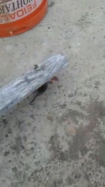 Мы раздовили мышь. смотреть онлайн