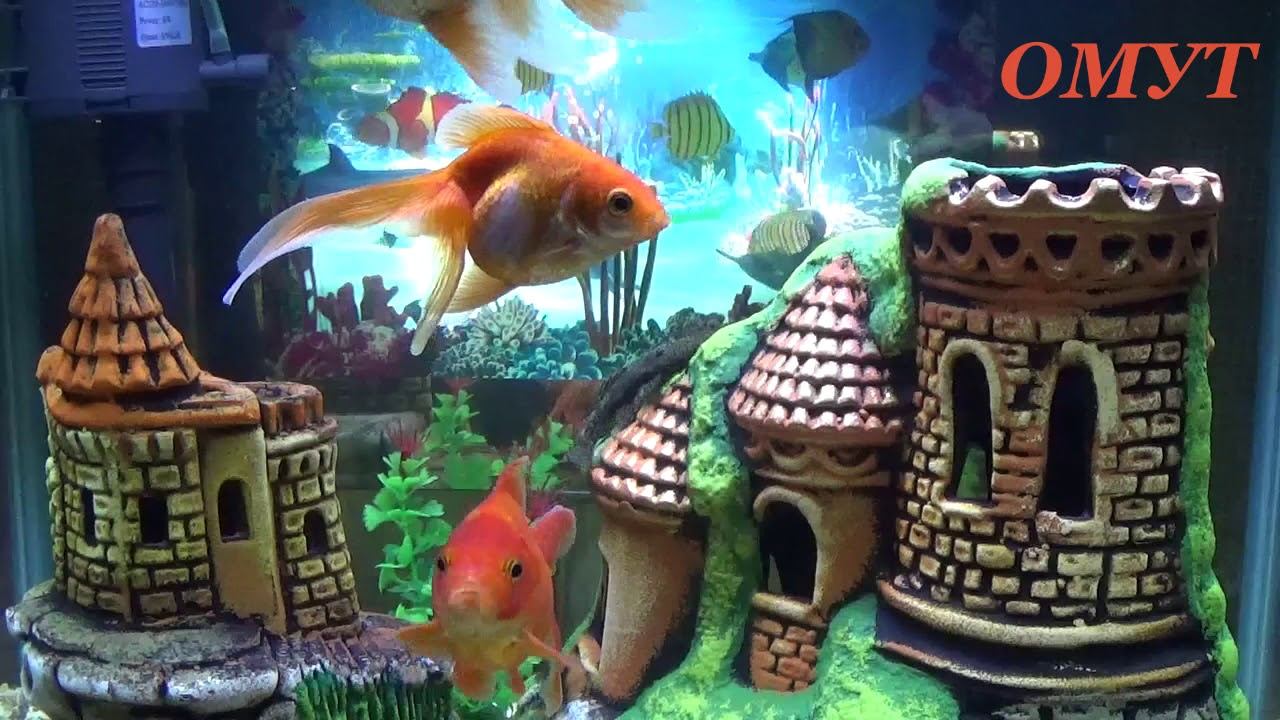 261. НЕМНОГО ПООБЩАЕМСЯ и ВАШИ КОММЕНТЫ РОДНЫЕ... смотреть онлайн