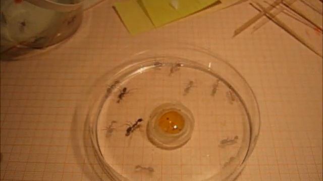 Camponotus fellah ant identification with paint смотреть онлайн