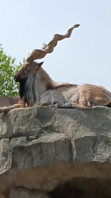 Moscow Zoo. Tajik screw-horned goat (Markhur) #walk #animals смотреть онлайн