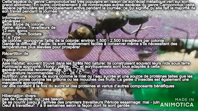 nouvelle arrivé!!💥💥CAMPONOTUS AURIVENTRIS💥💥de chez ants hq смотреть онлайн