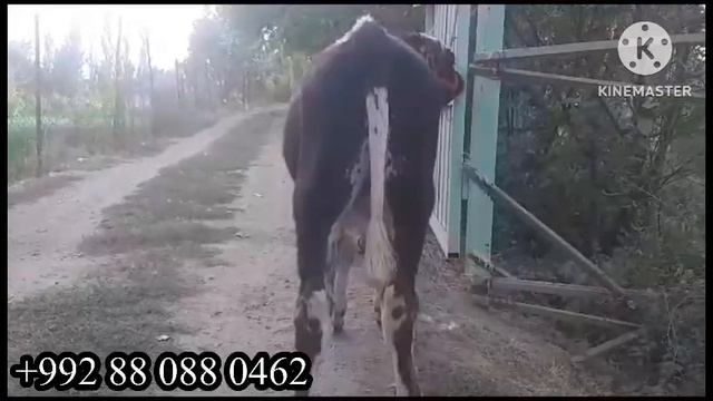 БО МОЛИ ЗУР ОМАД ЧАНТА ДАРКОРБОША ХАСТ ЗАНГ ЗАНЕН 4 октября 2023 г. смотреть онлайн