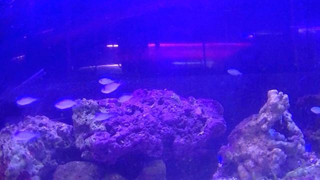 デバスズメＳＳの群れ　沖縄便 смотреть онлайн