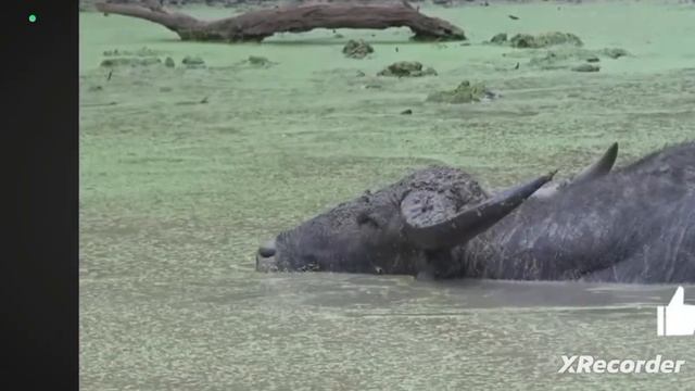 самые мощные быки мире смотреть онлайн