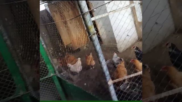 Всем прекрасного настроения и удачного просмотра ролик про животных смотреть онлайн