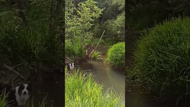 Бобры часть 2 - заводь под ключ 🦫 смотреть онлайн