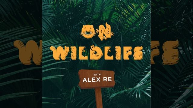 Hermit Crabs смотреть онлайн