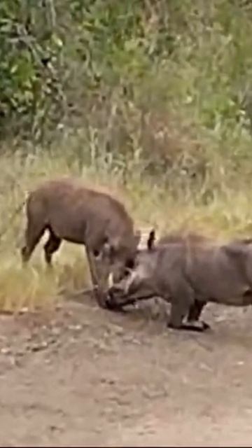 Avoid these dangerous animal fights #wildlife смотреть онлайн