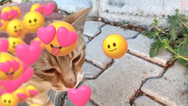 Our GOAL is to Feed This Thin Ginger Boy Every Day and Make Him GAIN Weight. смотреть онлайн