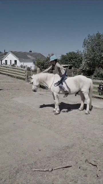 Who needs a bridle? #horse #equestrian смотреть онлайн