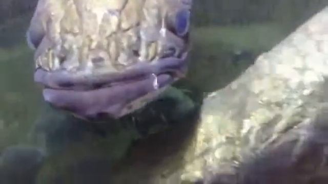 Рыбки смотреть онлайн