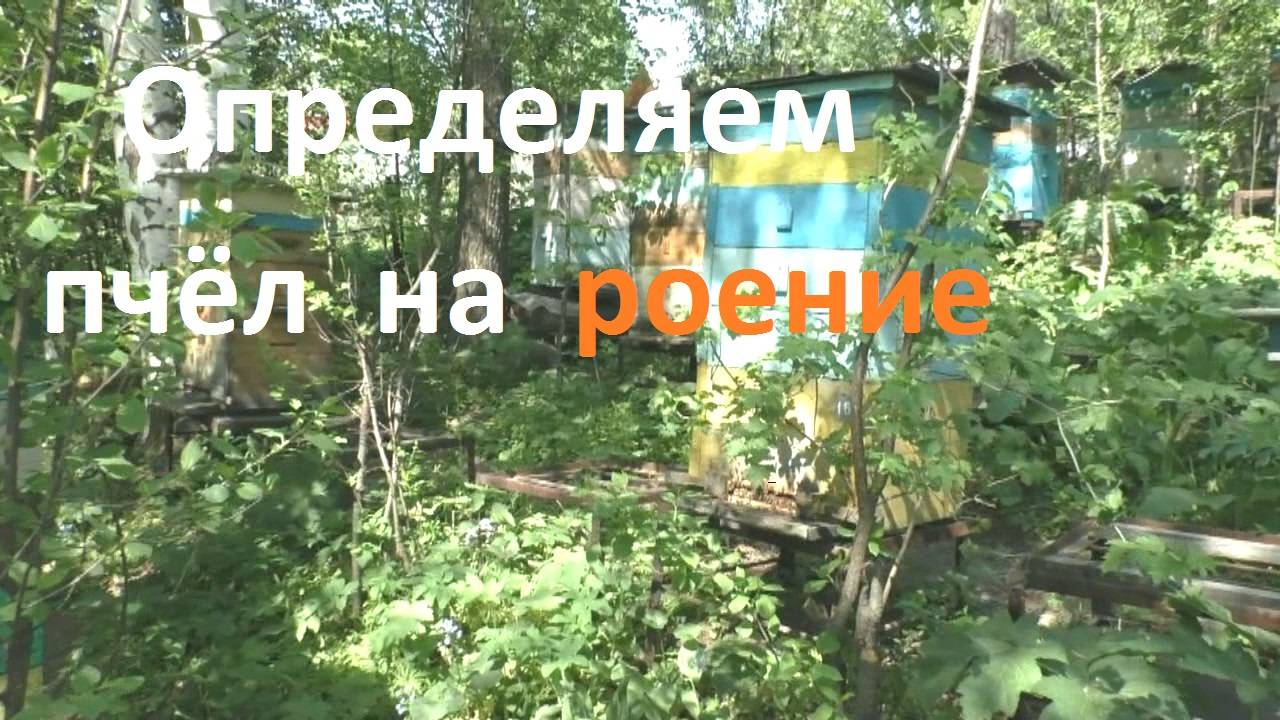 Определяем пчел на роение без разборки гнезда смотреть онлайн