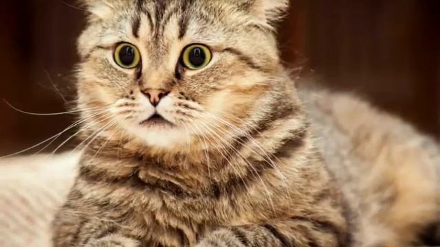 ТОП 10 милых кошек😄 смотреть онлайн