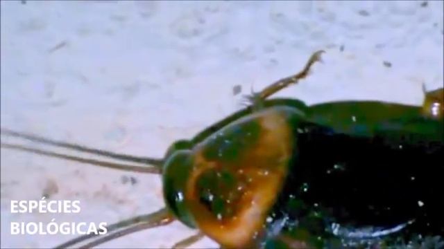 Barata , "filmagem noturna" (Periplaneta americana) смотреть онлайн