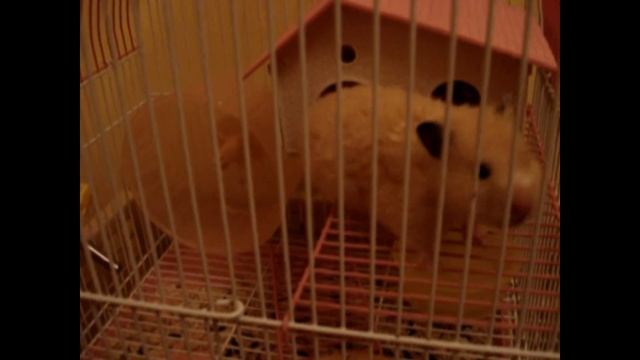Хомячок. Hamster. смотреть онлайн
