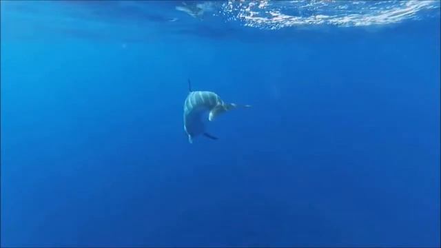 2. MustCat Catamaran смотреть онлайн